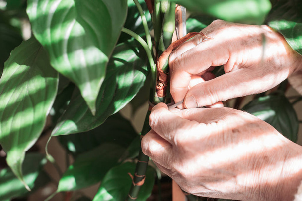 Woman hands tying houseplant to a stake. House gardening - 写真・画像