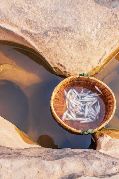 Ryby w koszu bambusowym zanurzające się na rzece Mekong. - Zdjęcie, obraz