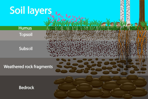 Vrstvy půdy. Schéma pro vrstvu půdy. Schéma půdní vrstvy s trávou a kořeny, půdní strukturou a kameny. Průřez humusu nebo organických a podzemních půdních vrstev pod ním. Skladový vektorový obrázek - Vektor, obrázek