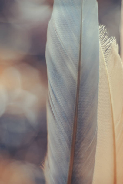 Beautiful  Bird feather on a bokeh background.  Pattern background for design texture.   - Фото, зображення