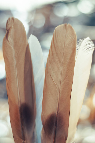 Beautiful  Bird feather on a bokeh background.  Pattern background for design texture.   - Foto, immagini