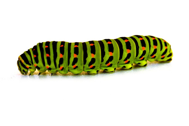 Machaon caterpillar - Photo, Image