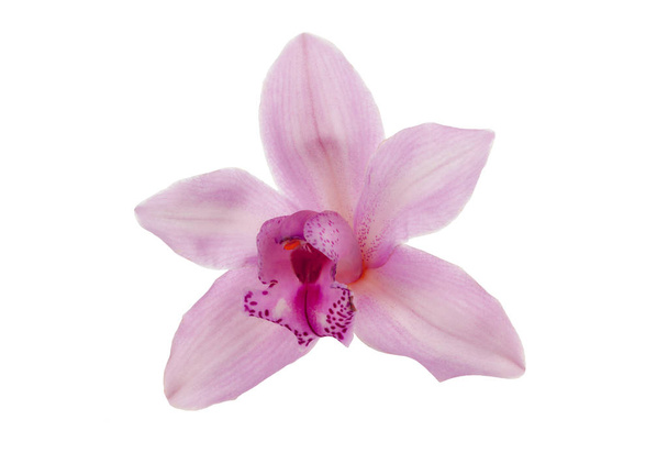 pink orchid isolated on white background - Foto, Imagem