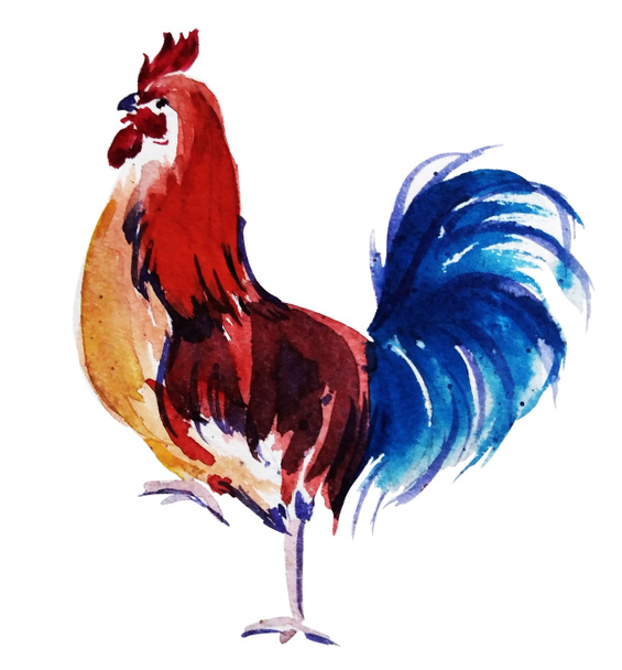 chicken - Foto, afbeelding