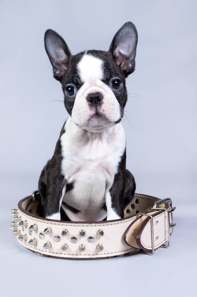 Boston Terrier a small puppy sits in a large white strict collar and looks at the camera - Zdjęcie, obraz