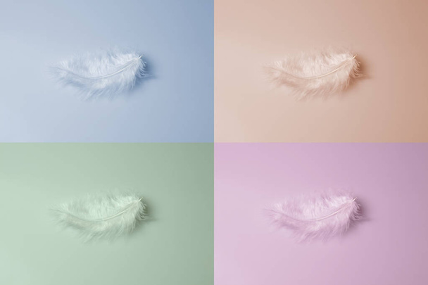 Close-up decorative bird feather.  Abstract color background.  - 写真・画像