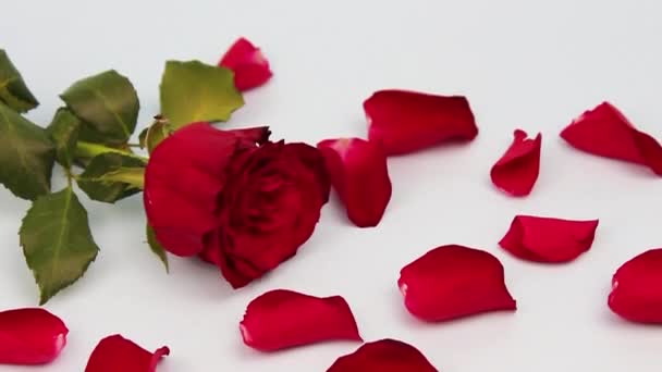 Rosa roja y pétalos de rosa sobre un fondo claro... Día de San Valentín, concepto de amor. corazón rojo en una caja
 - Metraje, vídeo