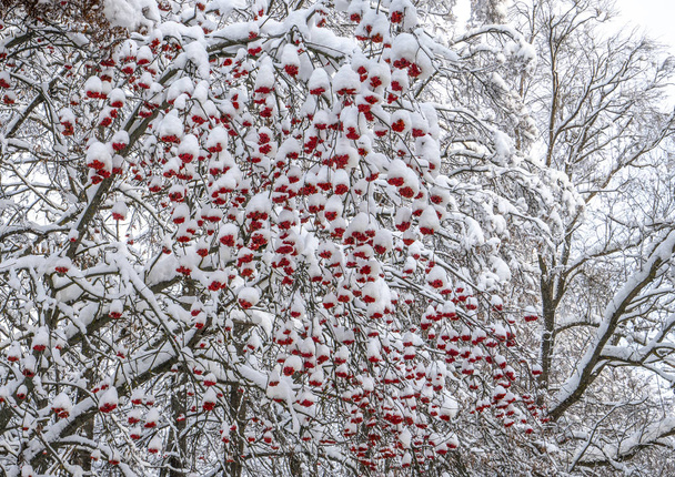 Grona czerwonego popiołu górskiego pod śniegiem - Zdjęcie, obraz