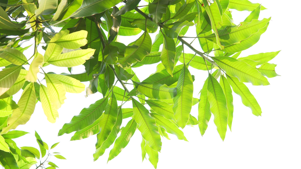 Κινούμενα πράσινα φύλλα σε λευκό φόντο - Πλάνα, βίντεο