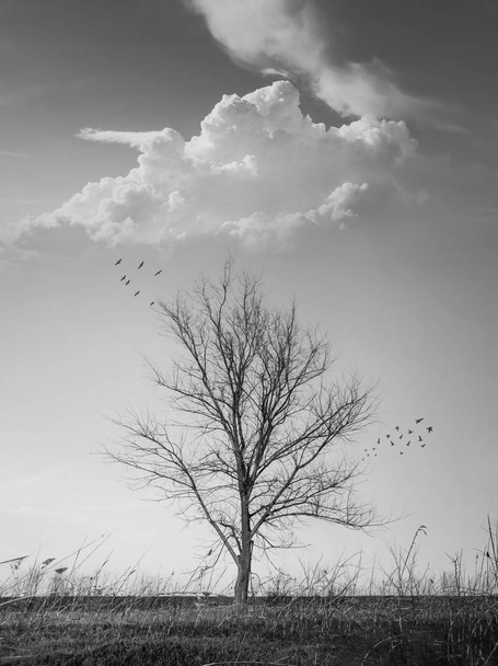 Dramaattinen musta ja valkoinen pystysuora kuva hedelmätön yksinäinen puu
 - Valokuva, kuva