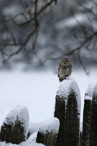 Tawny sowa siedzieć na nagrobku podczas burzy śnieżnej - Strix Aluco - Zdjęcie, obraz