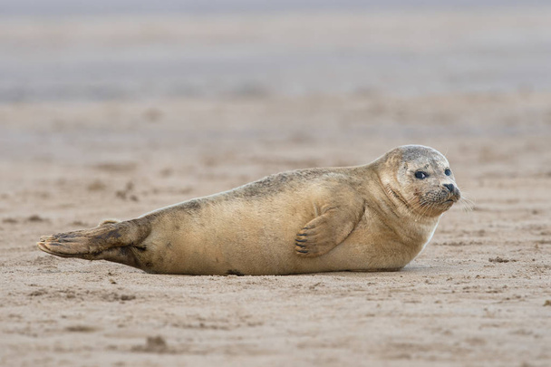 Atlantic Grey Seal Pup (Halichoerus grypus) on sandy beach - Photo, Image
