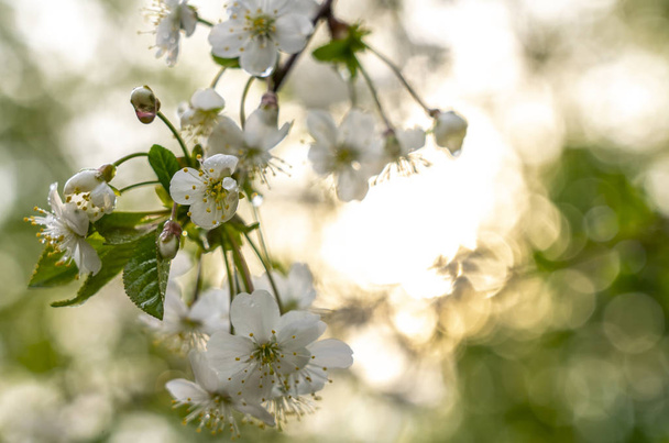 Tavasz, virágzó kertek, sárgabarack virág, virágok esőcseppekben a napfény hátterében - Fotó, kép
