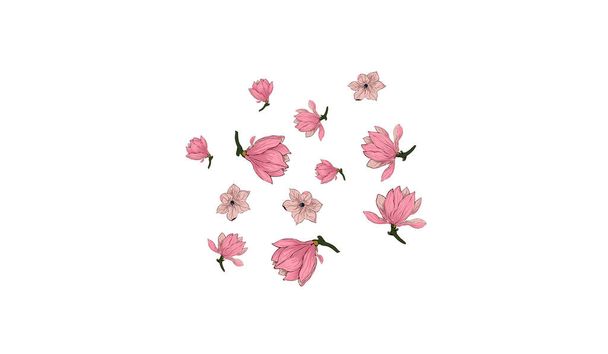 Pink Magnolia Flower Vector White Background.  - Vettoriali, immagini
