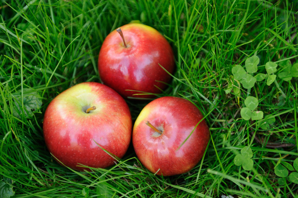appels in gras - Foto, afbeelding