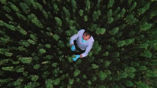 Luchtfoto van wetenschapper op marihuanaveld die Cbd hennepbloemen observeert met vergrootglas - Video