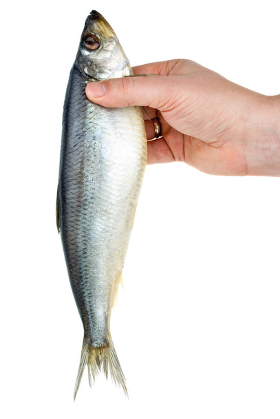 Hand holding salted herring - 写真・画像