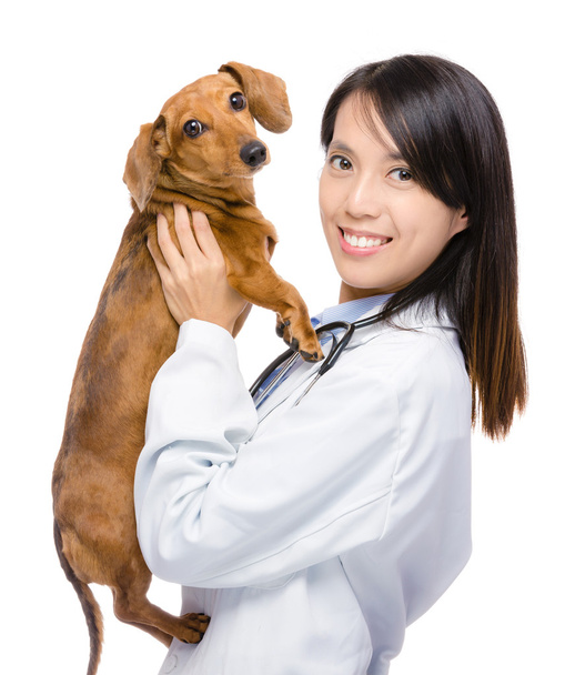 Female veterinarian and dachshund dog - Fotoğraf, Görsel