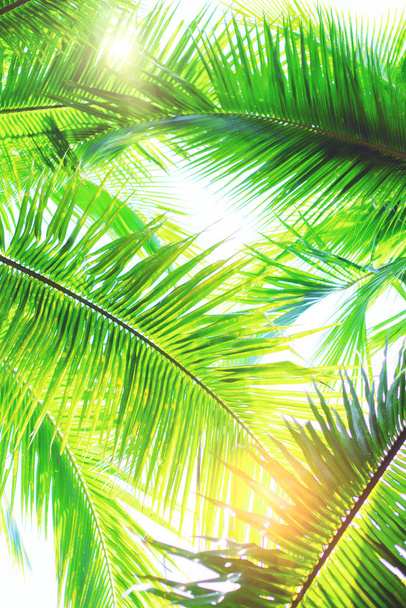 Green palm trees at sunny day on white background. Vintage natural pattern. Retro summer beach tropical design. Travel background. Tropical island exotic flora. Aloha Hawaii. Miami paradise. Caribbean - Photo, Image