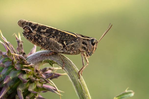 The Italian locust Calliptamus italicus in Czech Republic - Photo, Image