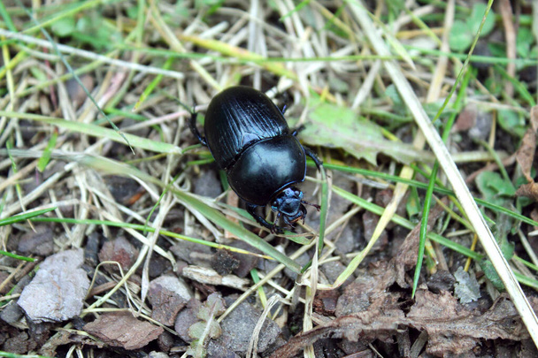Close up of an earth boring dung beetle or Geotrupidae or dung beetle on the forest floor, on grass - Photo, Image