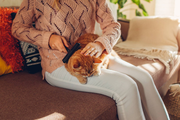 Peinar gato jengibre con cepillo de peine en casa. Propietaria cuidando de mascotas quitando pelo. Animales sanos
 - Foto, Imagen