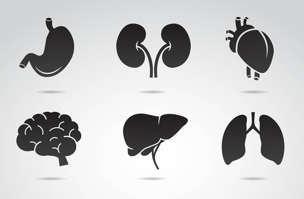 Human organs icon collection - stomach, kidney, heart, brain, liver, lungs. Vector art. - Wektor, obraz