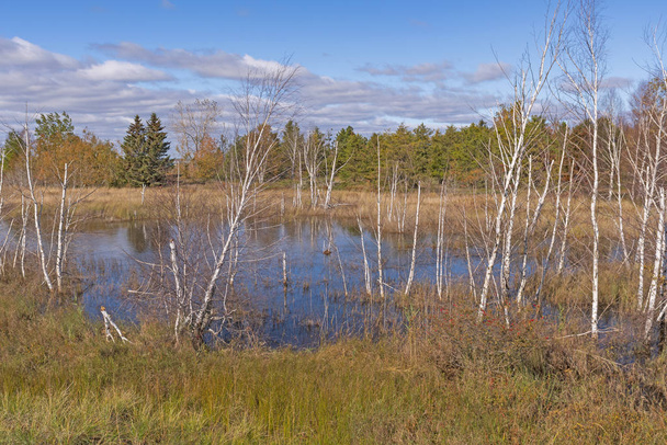 Birch Stromy v jezeře - Fotografie, Obrázek