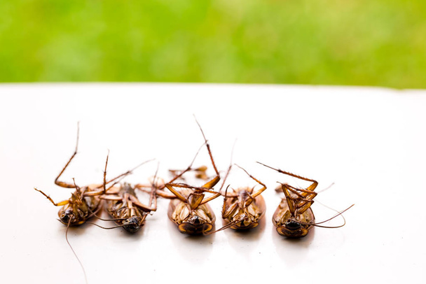 Selektywne skupienie się na karaluchach na białym pojedynczym tle i ga - Zdjęcie, obraz