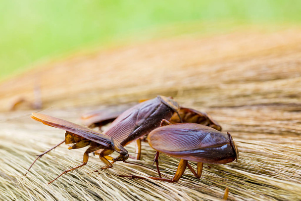 Enfoque selectivo a cucaracha en escoba marrón con jardín verde ba
 - Foto, imagen