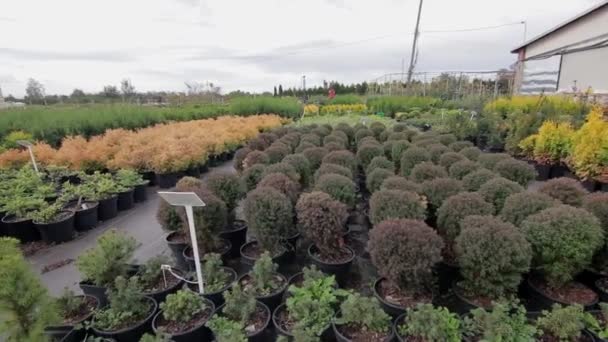 üvegház különböző növényekkel cserépben - Felvétel, videó