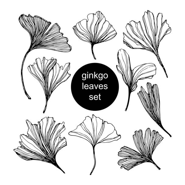Set of Ginkgo biloba leaf hand drawn contour line. Vector sketch illustration. Isolated ginkgo illustration element on white background. Ink drawing, graphic style, logo template - ベクター画像