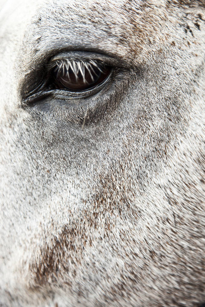 Oszałamiające oko koni i detal futra - Zdjęcie, obraz