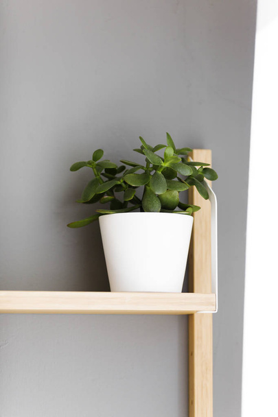 Planta verde en maceta sentada en un estante
 - Foto, imagen
