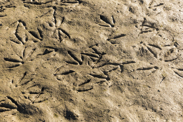 泥の中の鳥のマーク - 写真・画像
