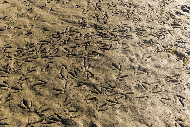 Centinaia di impronte di zampe di uccello
 - Foto, immagini