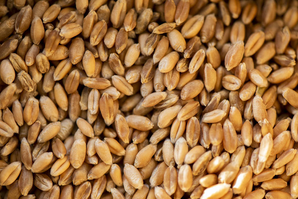 Close Up Shot of Fresh Wheat Grains - Foto, afbeelding
