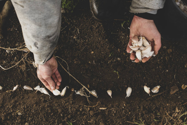 手は耕された土の上にニンニクのクローブを植える - 写真・画像