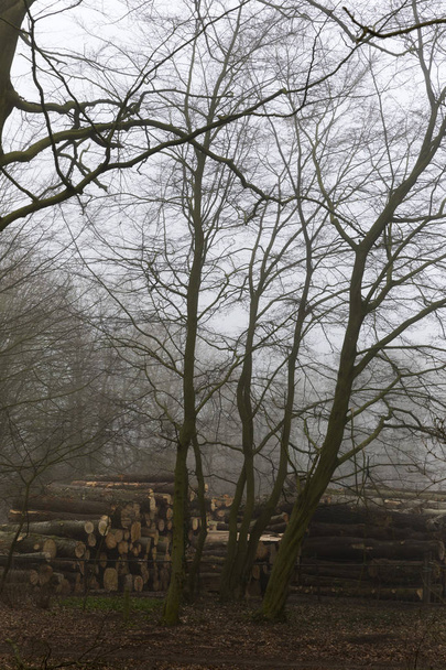 Patio de trabajo de tala con niebla arrastrándose hacia adelante
 - Foto, Imagen