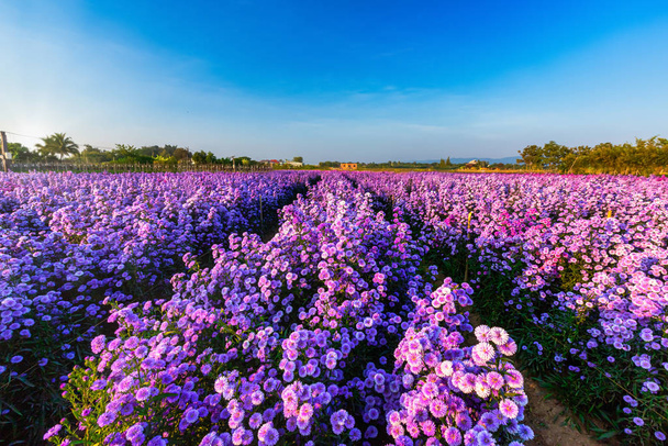 Mooi van landschap van paarse lavendel en snijder veld flowe - Foto, afbeelding