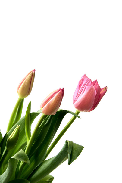 świeże różowe tulipany na białym tle - Zdjęcie, obraz