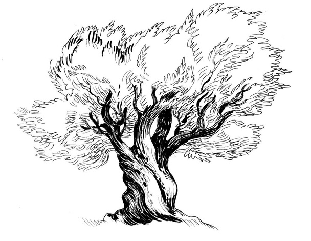 Old olive tree. Ink black and white drawing - Photo, Image