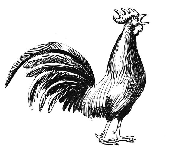 Rooster bird. Ink black and white drawing - Photo, Image