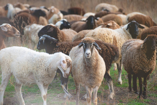 grote kudde meerkleurige schapen grazen in het berggebied - Foto, afbeelding