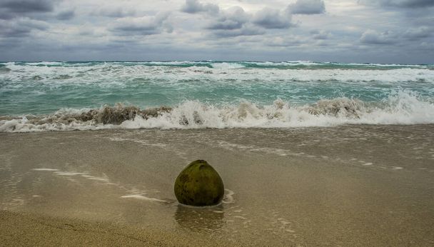 Le fruit de la noix de coco se trouve sur le sable et est lavé par l'océan
 - Photo, image