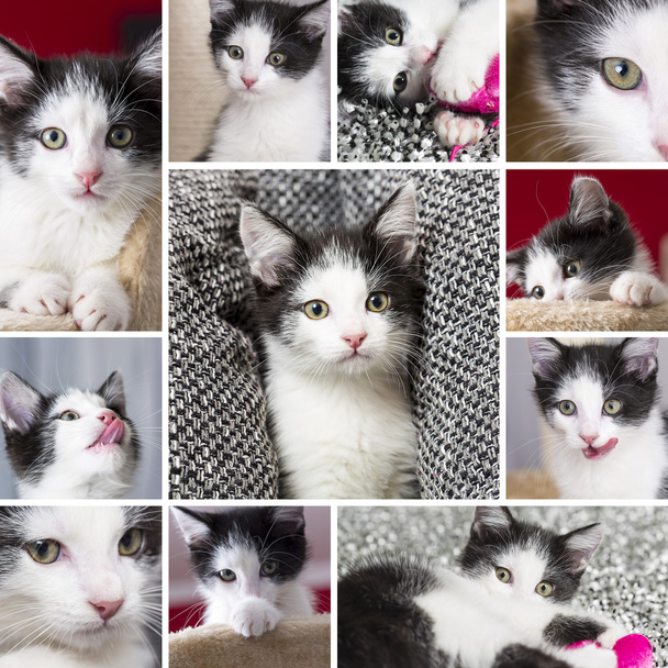 Bambino gatti collage set giocare casa gatto animale domestico gattino cercando lingua baffo fedele
 - Foto, immagini
