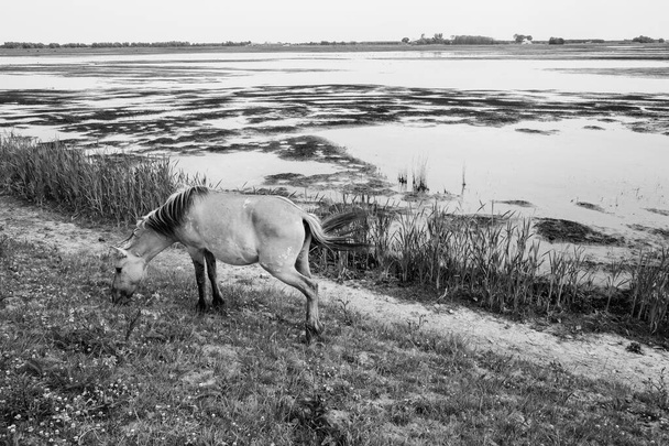 Osamocený kůň u jezera na pastvinách - Fotografie, Obrázek