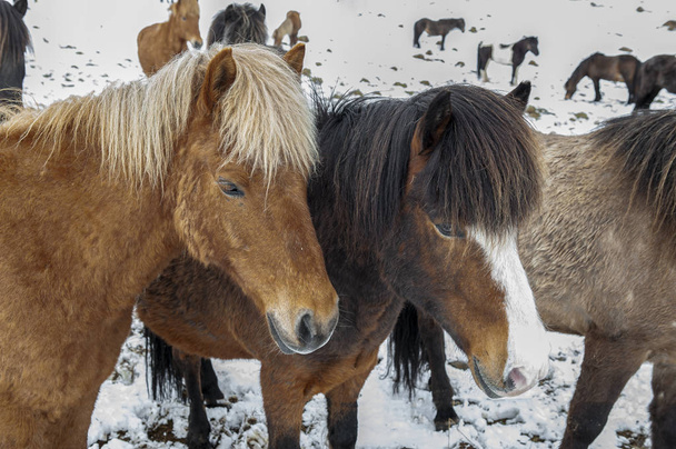 purebred Icelandic horses after a snowfall - Photo, Image