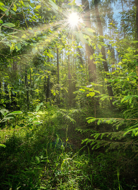 beautiful summer landscape, dense forest, the sun breaks through the thickets creating beautiful reflections on the leaves and grass. - Foto, Imagen