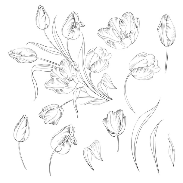 Hand drawn tulips collection in line style contour templates. Ink sketch elements of spring flowers for black and white design. - Vector, Image